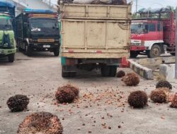 Tidak Diberi Masuk Kapal Roro, Truk Sawit Serak Muatan di Dermaga