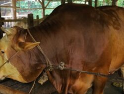 Sapi Kurban Bantuan Presiden untuk Pekanbaru Diperiksa Ketat, Bobot Capai 907 Kilogram