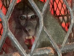 Serang 18 Warga, Monyet Liar Tembilahan Akhirnya Berhasil Ditangkap